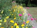 Seeded in Cosmos