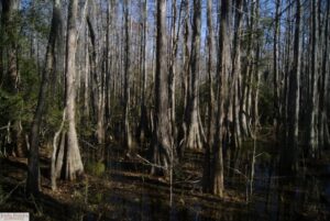 Seasonally wet cypress swamp.