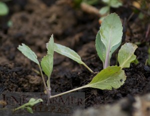 Cabbage seedlings hardly flinch when moved in the drizzle.