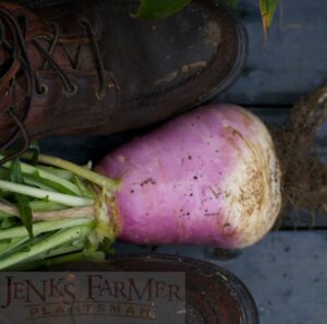 A big ol' turnip about to be chopped.