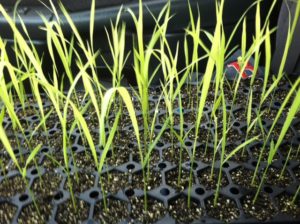 Rice seedlings grown by Andy Cabe of Rivebanks Botanical Garden