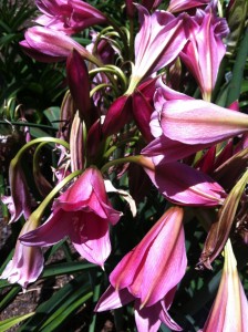 Crinum Lily. 'Ashes of Roses'