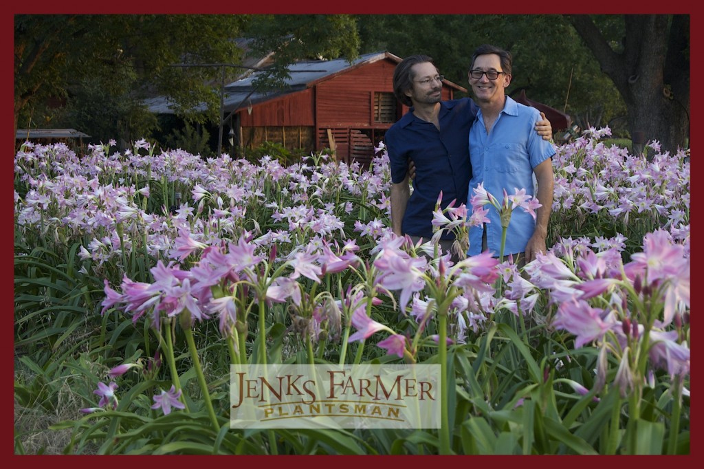 crinum are a must have for southern gardens says designer jenks farmer