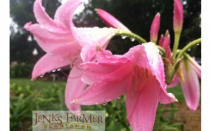 We can send Crinum 'Pink Flamingo' as a gift to your dad, or to someone you want to remember him.   If flowers around Father's Day.