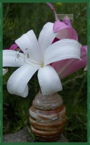 Crinum 'Improved Peachblow' and 'Pink Trumpet'