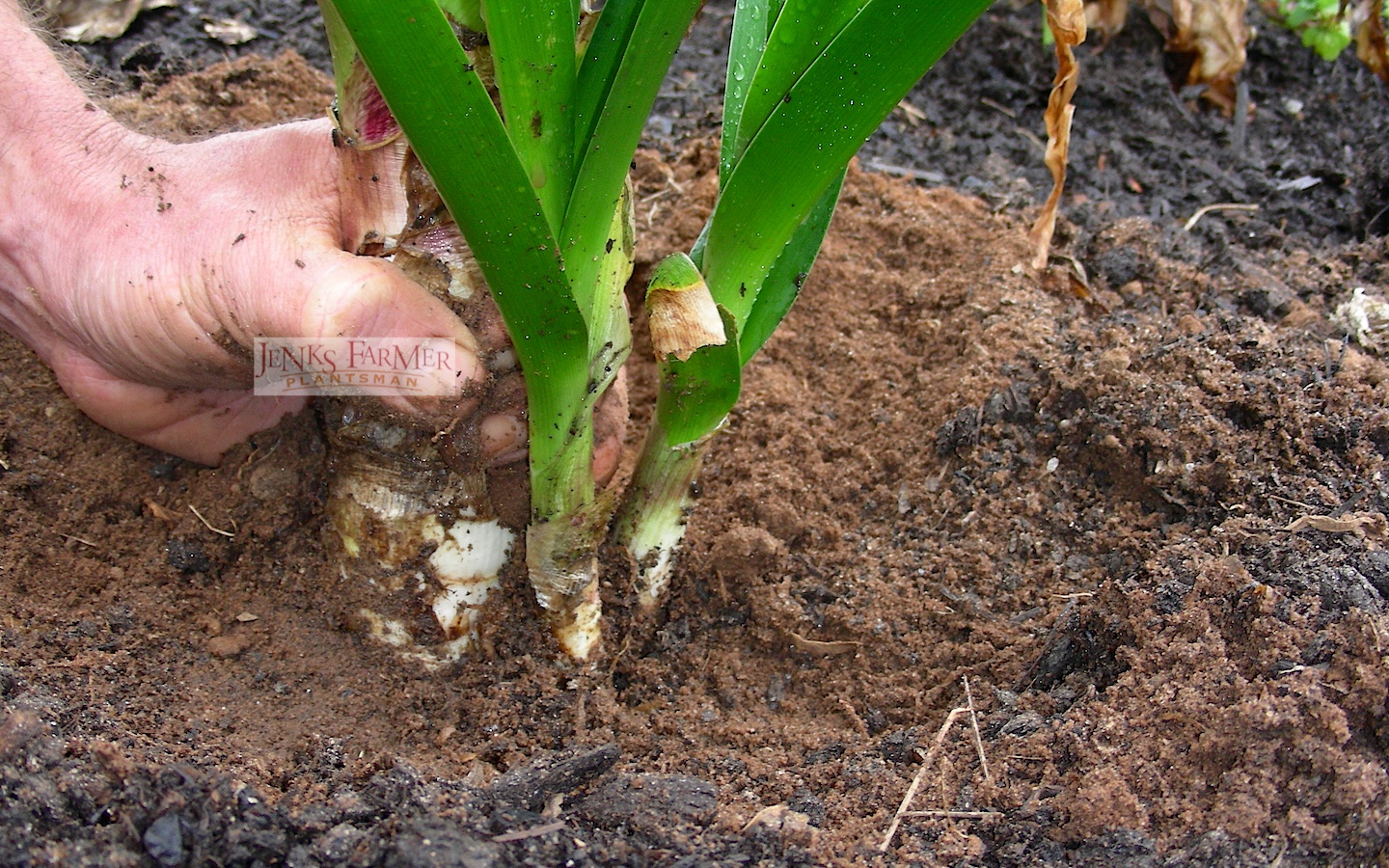 How to Plant A Crinum Lily Bulb Jenks Farmer
