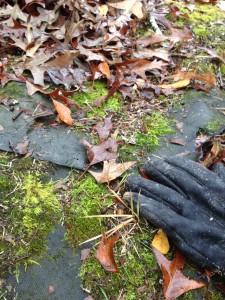The landscape fabric excluded water and nutrients.  (note the moss which also indicates acid conditions)