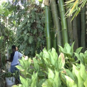 Giant Clumping Bamboo