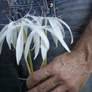 Crinum americanum