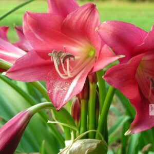 Crinum 'Lorraine Clark'