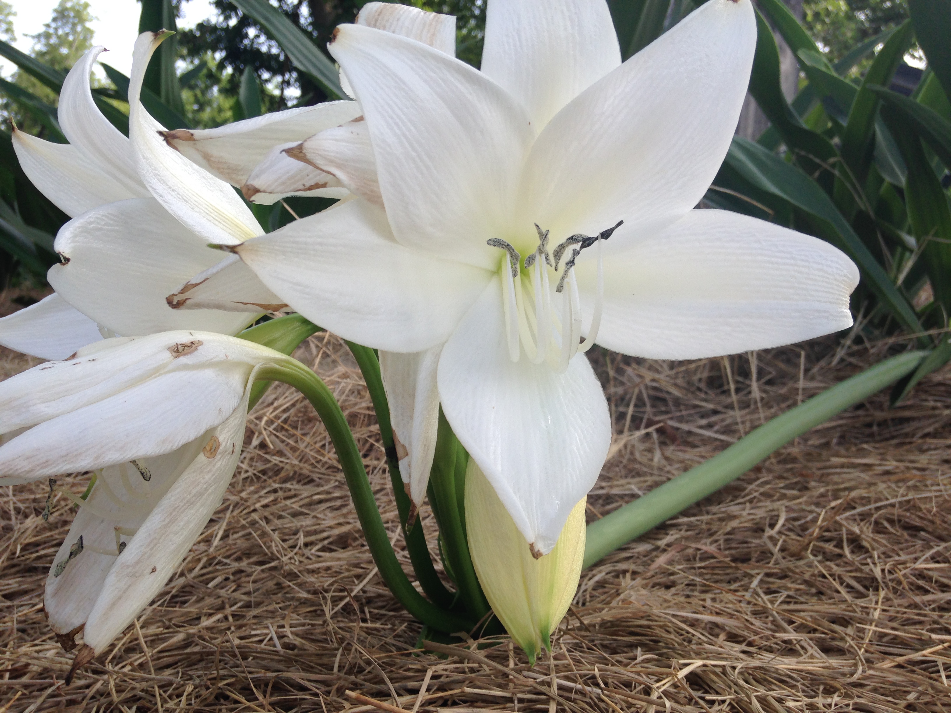 Crinum jagus ratrayii | Jenks Farmer