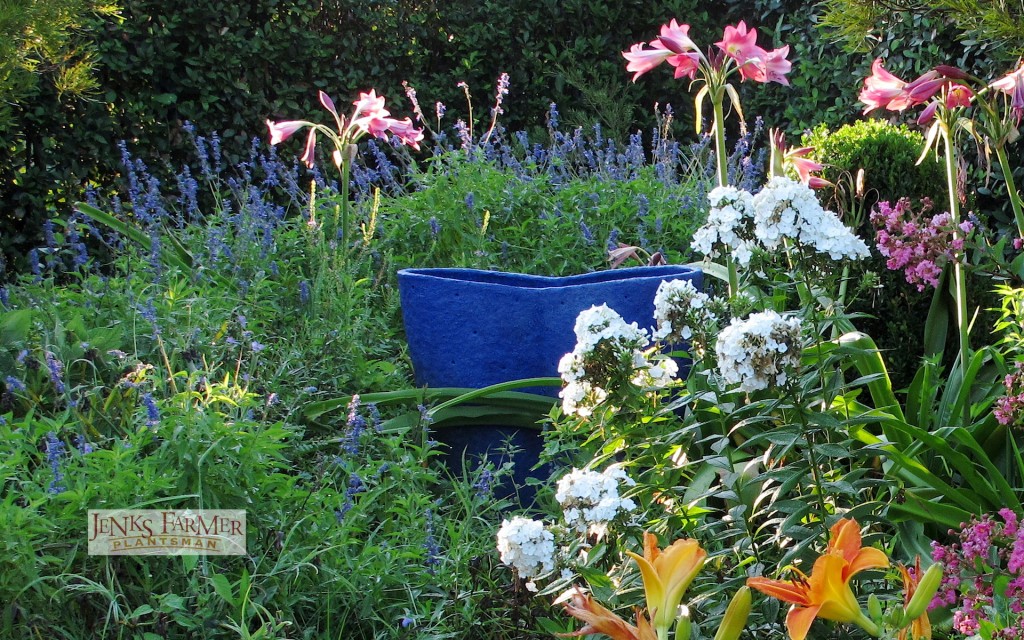 crinum work with traditional and n native garden plants like phlox