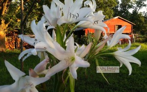 Plant Crinum 'White Fluff' bulbs now for late summer flowers.