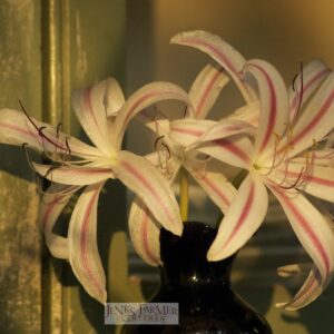 Crinum x digwedii 'American Maid'