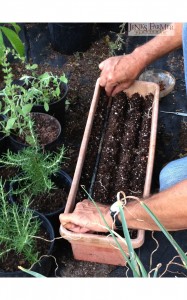 asparagus seed sown in a tray