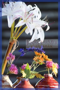 Crinum 'Marisco' and other flowers picked on Oct. 30