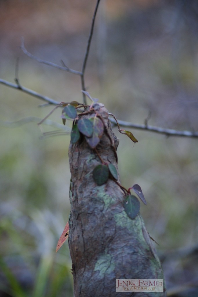 Woodvamp (Decumaria)on cypress knee