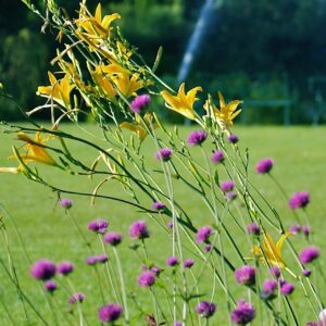 Day Lily 'Autumn Minaret'