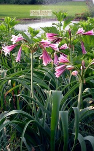 Since this Crinum flowers mostly in the spring, I often plant with hibiscus, chrysanthemum or four o'clock which will grow over the crinum and flower later.