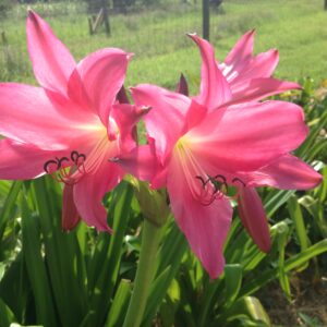 Crinum 'Persephone'