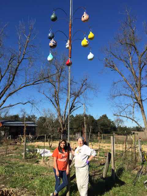 Purple Martins Love to have People Around