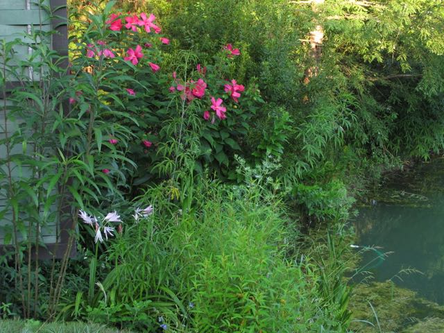 Hibiscus 'Raspberry Rose' and Crinum 'Mo'Pon'. Picture taken one summer after I did the planting.