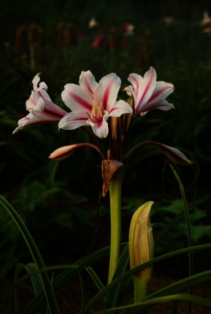 Crinum x herbertii "Fort Worth Giant"