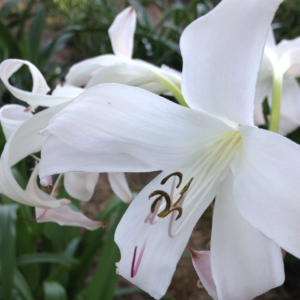 Crinum 'Fragrant Lady'