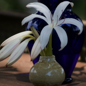 Crinum 'Sundance'