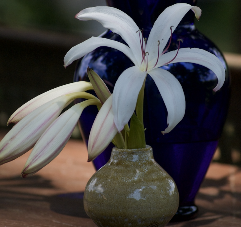 Crinum 'Sundance'