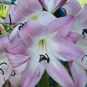Crinum 'Kim Maureen'