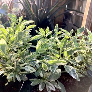 Variegated Jerusalem Cherry