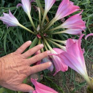Crinum 'Lady Chameleon'