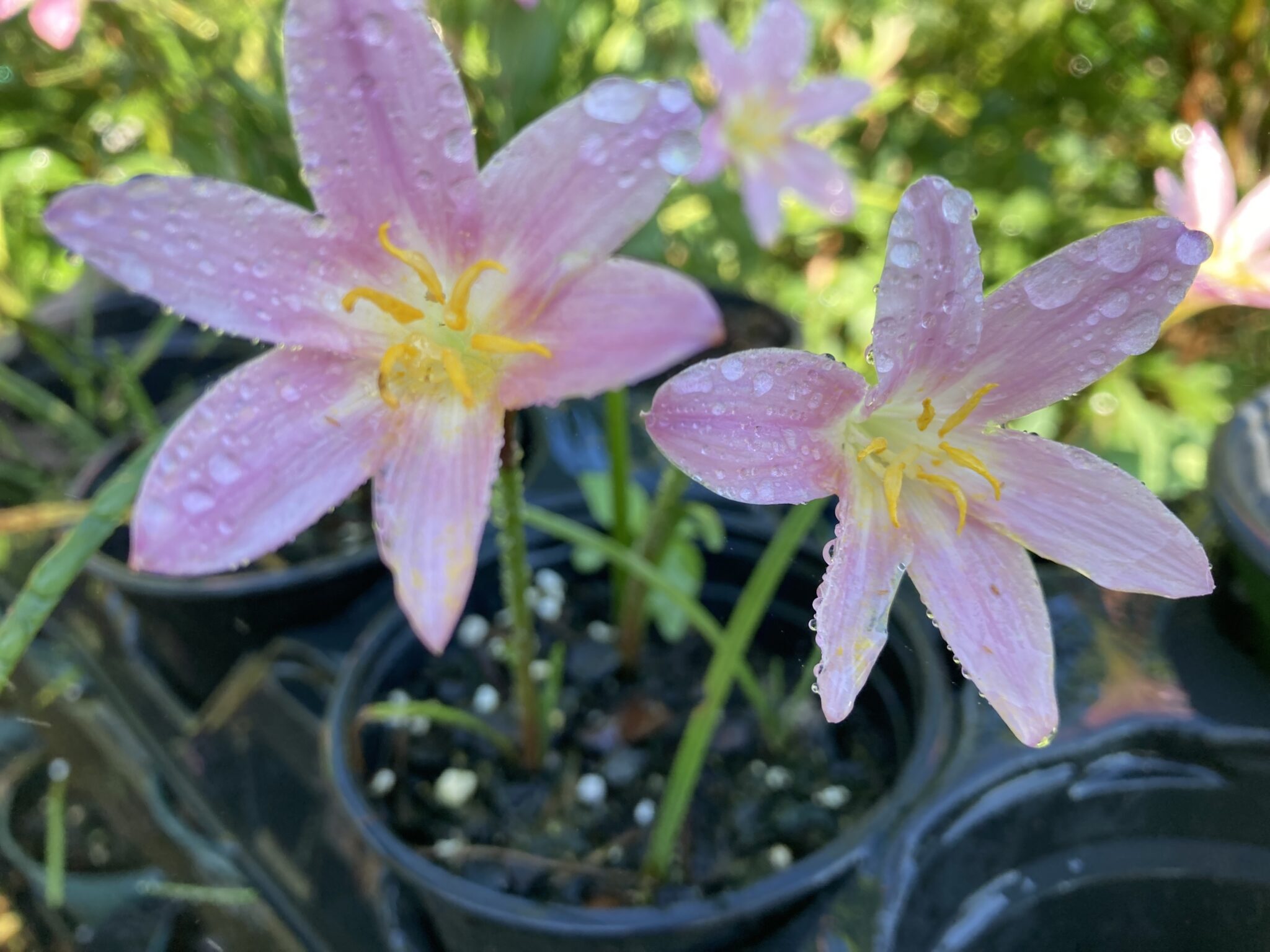 LILY PINK LA (Asiatic) Lilies