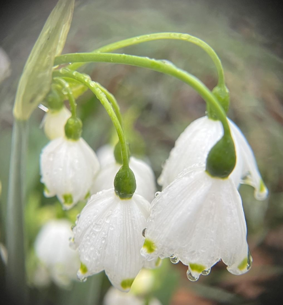 Snowflakes or Snowdrops Bulbs that Outlast Us and Pretty Things Up for ...