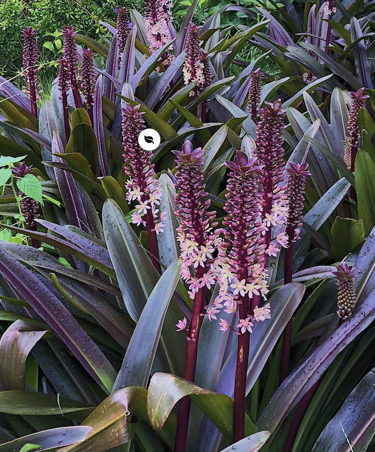 Crowning Glory™ 'Purple Reign' - Pineapple Lily - Eucomis hybrid