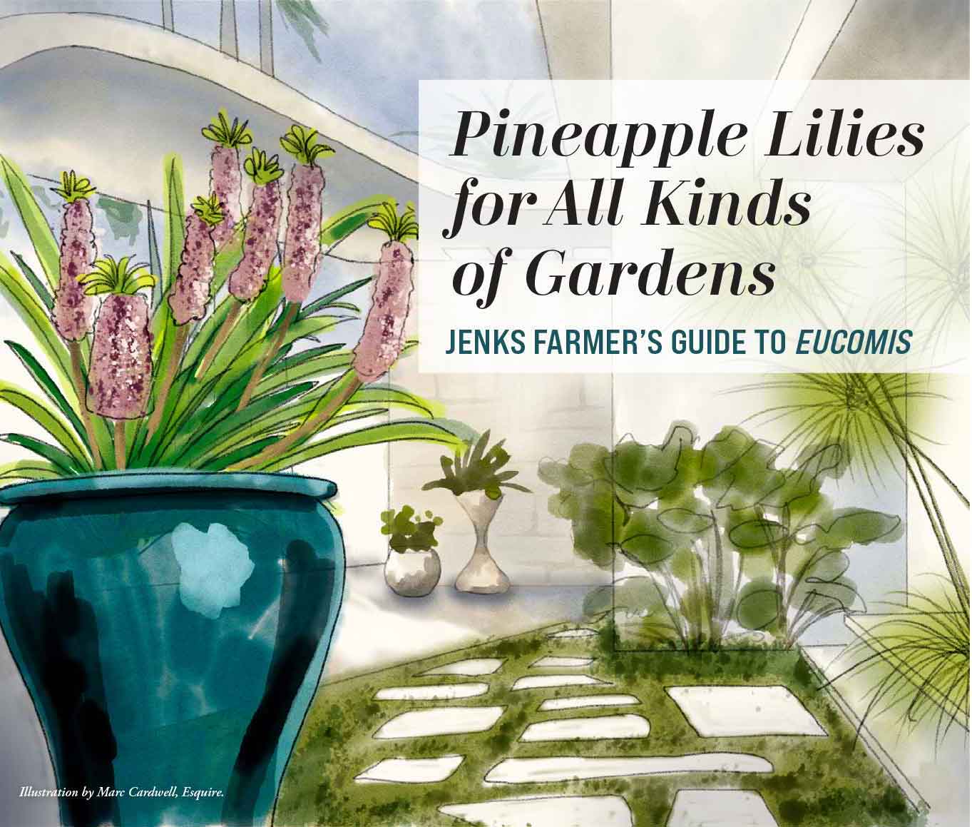 Pineapple Lillies for All Kinds of Gardens: Jenks Farmer's Guide to Eucomis