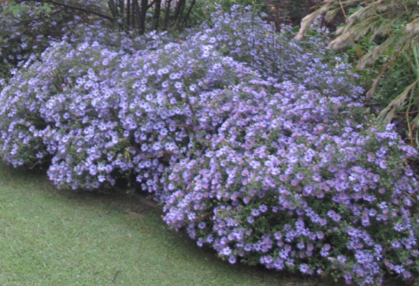 Aster oblongifolia 'Raydon's Favorite'