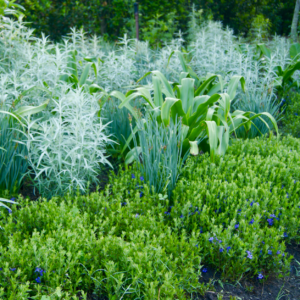 Dychoriste oblongifolia — 2 Plants Twinflower