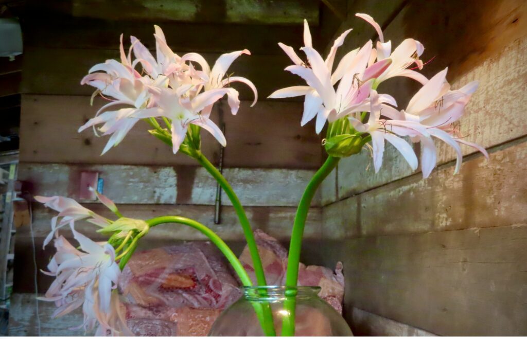 Fragrant white blooms of Crinum x 'Candace' cut and displayed in a mason jar, a rare heat-tolerant crinum lily for zone 8 gardens
