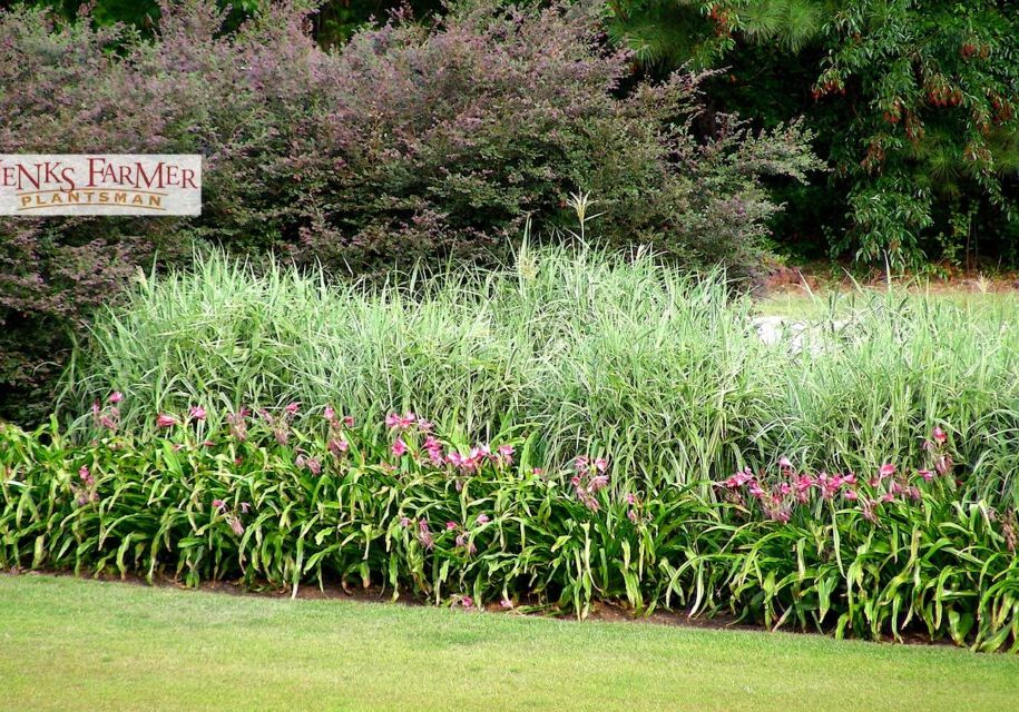 From highway medium plantings…