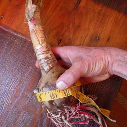 Here’s the star of the show! A big, healthy bulb delivered right to you or a loved one.