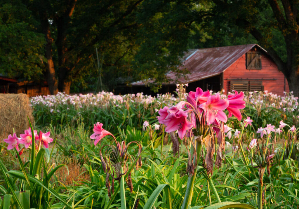 Crinum Lilly Field